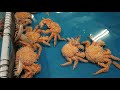 オオグソクムシ in竹島水族館 の動画、YouTube動画。