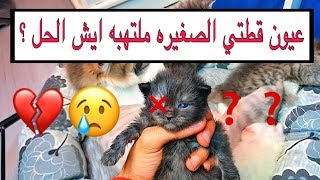 حل مشكلة افرازات عيون القطط و الالتهاب و طرق مضمونه للعلاج | الاعتناء بالقطط الصغيره / Mohamed Vlog