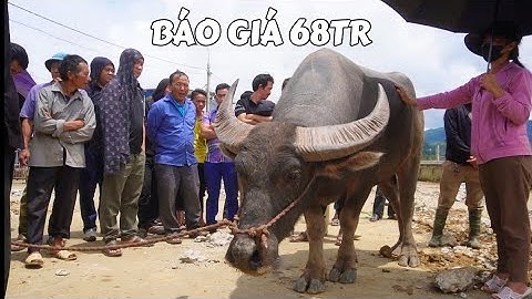 XUẤT HIỆN TRÂU KHUNG TO NHẤT CHỢ PHIÊN BẮC HÀ - CẬP NHẬT TÌNH HÌNH CHỢ GIA SÚC LÀO CAI