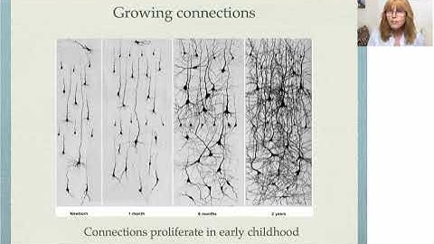 The Neuroscience of Montessori