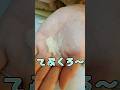 フトアゴの脱皮【てぶくろ】