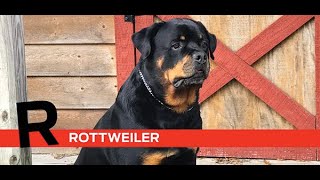 R is for Rottweiler by Purina Farms 3,729 views 3 years ago 2 minutes, 12 seconds