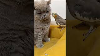 Cat vs Parrot The Secret Life of Best Frenemies #cat