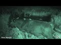 Watch two vampire bats suck blood from a cow Science News mp3