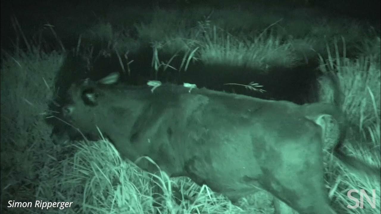 Watch two vampire bats suck blood from a cow Science News YouTube