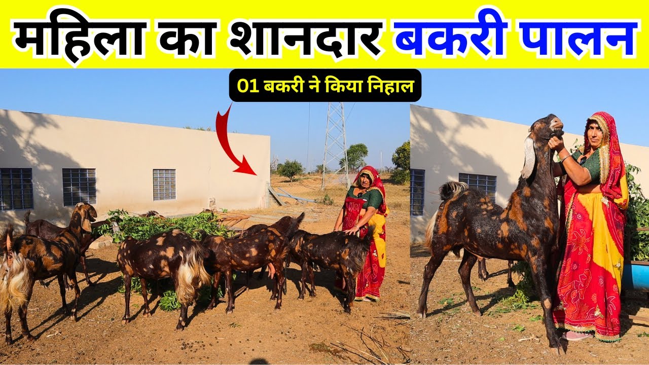 महिला का शानदार बकरी पालन WOMEN'S EMPOWERMENT BEST EXAMPLES - GOAT FARMING IN INDIA