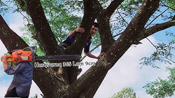 Cưa 2 Cây Còng Siêu Khủng Máy Husqvarna 365 / Saw 2 Husqvarna Super Cuffs 365 | T.6