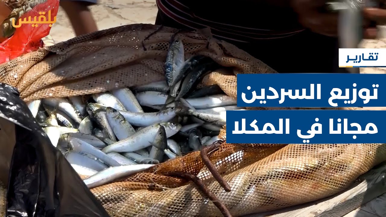 حضرموت.. مبادرة مجتمعية لتوزيع سمك السردين مجانا في المكلا تزامنا مع ازدهار موسمه | تقرير: محمد عمر