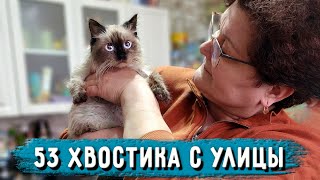 Какое доброе сердце надо иметь, что б ухаживать так за животными. В Гостях у Иры. Хвостики ищут дом.