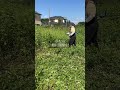 こまめな草刈りの重要性を知る#無肥料 #草刈り#マキタ草刈機