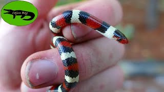 Floridas Most BEAUTIFUL Snakes! - Search for the Scarlet Kingsnake!