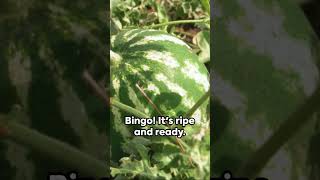 Ripe or Not: The Cantaloupe Edition