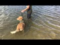 Dogs in Water 2024