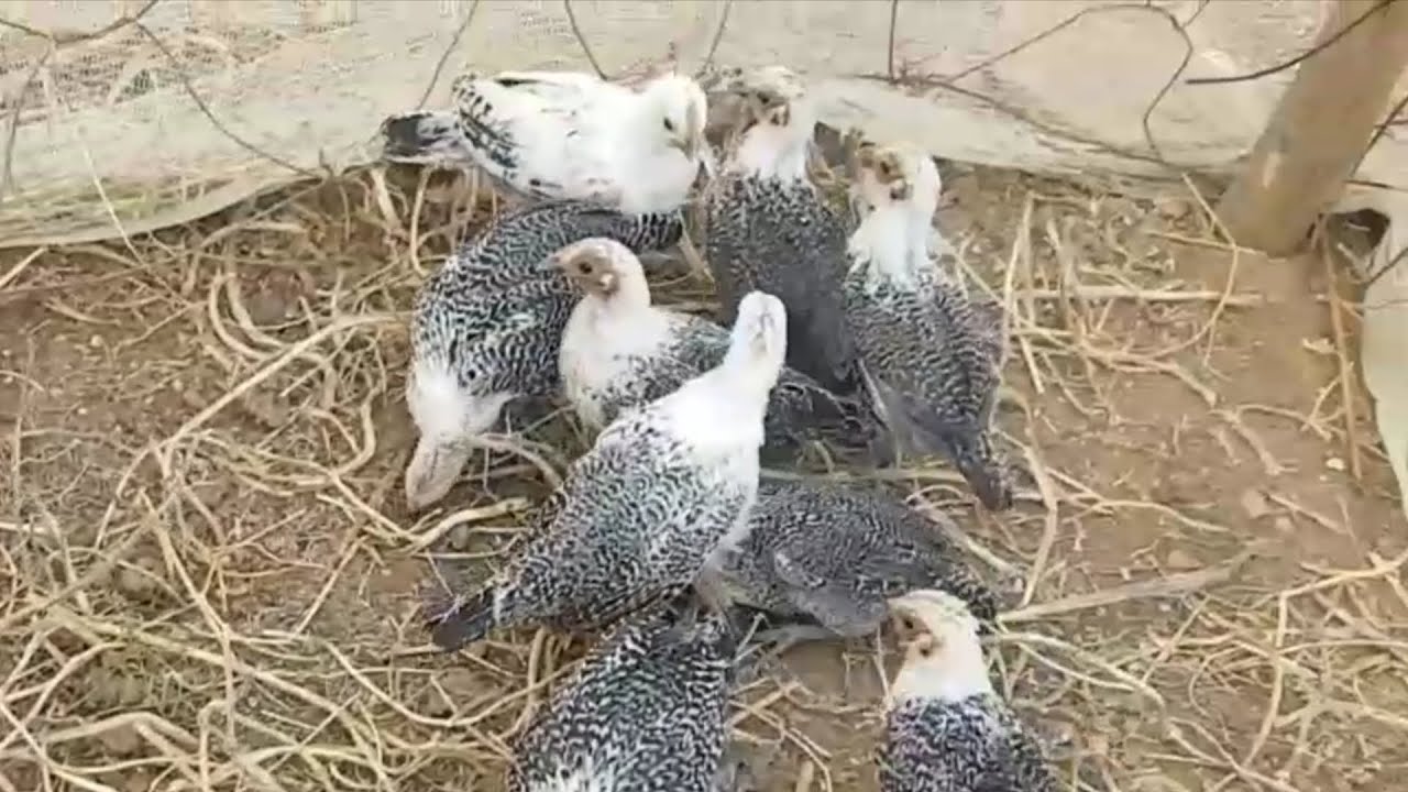 صغار دجاج الفيومي من الشهر الاول الى الشهر الثالث.