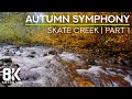8HRS Autumn Forest River Ambience - Gentle Sounds of River &amp; Birds Songs (8K UHD) - Part 1