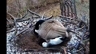 Canada Goose lays egg at Decorah. Explore.org 24 March 2022