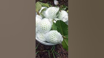 Thu Hoạch Ổi Ruby Ngày 11/7/2025