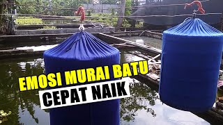 Easy Ways to Raise the Emotions of the Murai Batu Bird