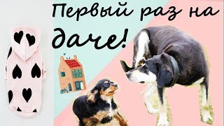 Говорящая собака Сьюзи первый раз на даче!!!! Говорящая собака Сьюзи первый раз на даче!!!!