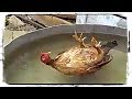 СМЕШНЫЕ ПТИЦЫ (приколы с животными) | FUNNY BIRDS (fun with animals) #553