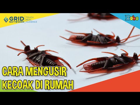 Video: Dari Mana Datangnya Lipas? Mengapa Mereka Muncul Di Rumah Persendirian? Bagaimana Anda Berakhir Di Pangsapuri? Sebab Utama Penampilan Lipas Domestik