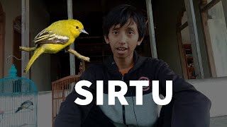 Memberi Makan Burung Sirtu Buah Kemuning Apakah dia Mau ?