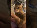 Clingy Kitties