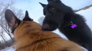 Belgian Malinois Meets Dominant German Shepherd At Dog Park