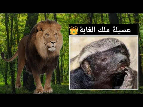 عسيلة ملك الغابة الجديد  الحيوان الدي لا يخاف احد