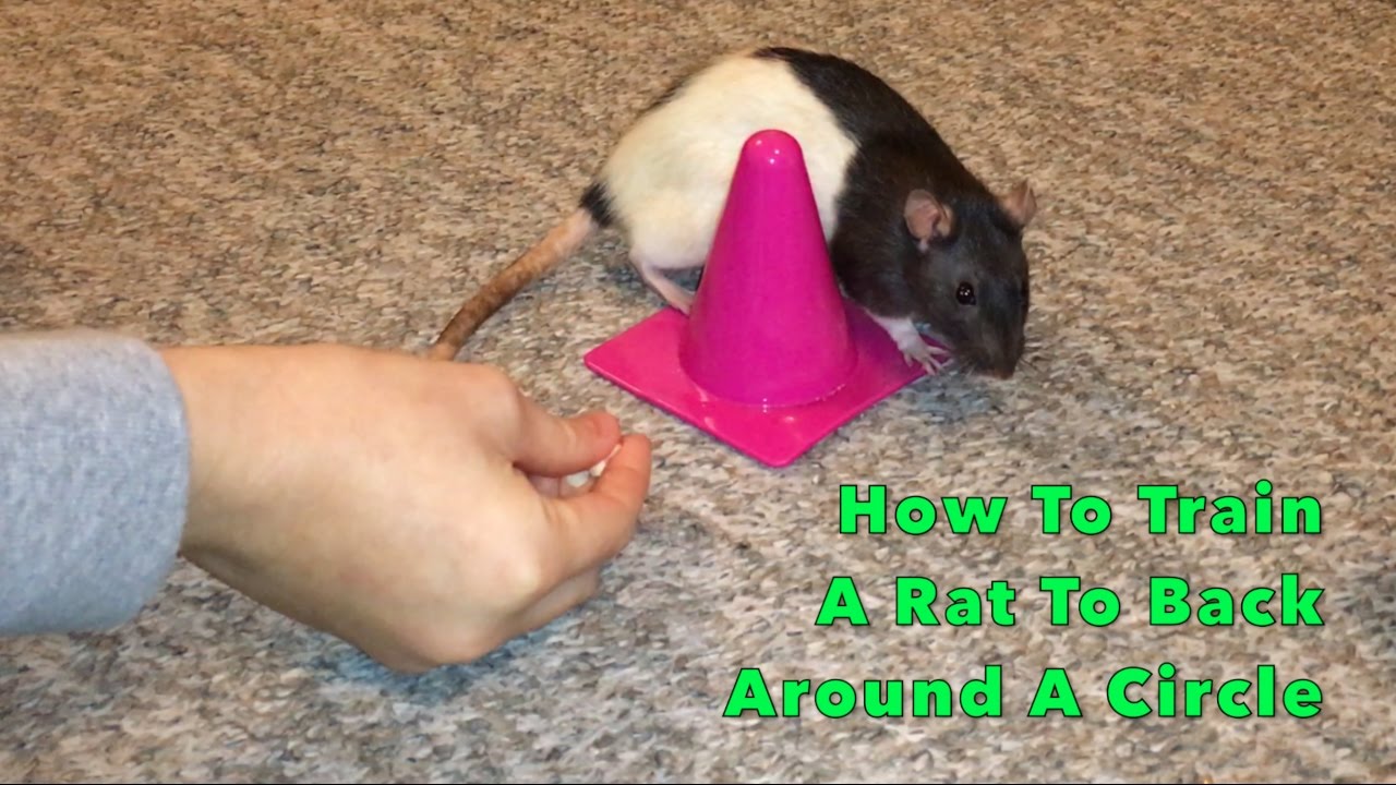 Rat Training Tips How To Train A Rat To Back Around A Circle - YouTube