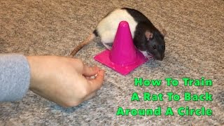 How To Train A Rat To Back Around A Circle