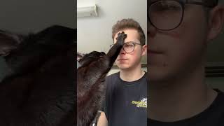 Cat Pats Owner's Face