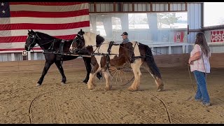 Wilson the Gypsy Vanner is being trained to drive; Lex the Percheron shows him how it’s done!