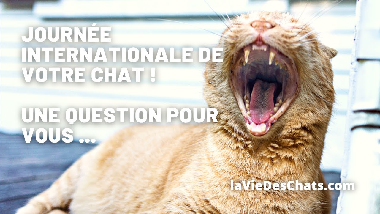 Le Deuil De Votre Chat Que Faire Quand Votre Chat Est Mort Youtube