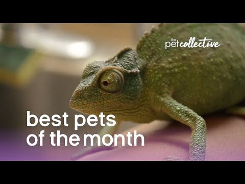 Best Pets of The Month | June 2019
