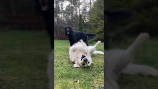 Puppy Playtime: Hilarious Setter and Golden Moments #dogs