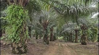 Kebun Kelapa Sawit milik 1 petani dengan panen sekitar 20 Ton per bulan