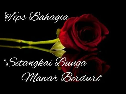 Tips Bahagia Setangkai Bunga Mawar Berduri Youtube