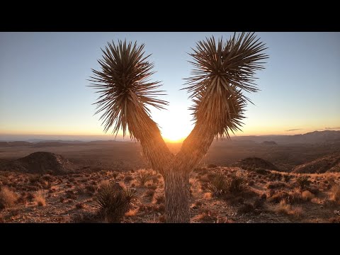 Video: Paras Nähtävää Ja Tekemistä Kaupungissa Yosemite, Joshua Tree, Kings Canyon