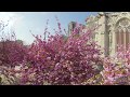 Cherry Blossoms at Notre Dame - 360º Video