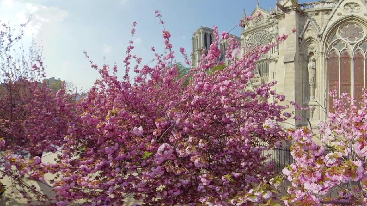 Take a Google Earth Tour of the Most Beautiful Cherry Blossoms Around the  World