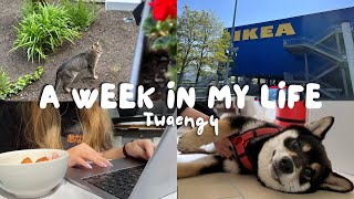 Living Alone | Daily Life in Germany  Grocery shopping, IKEA, Shiba Inu and studies struggle | VLOG