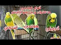 أنواع البادجي | ما الفرق بين البادجي الأسترالي و الهولندي و الإنجليزي ومن أفضل