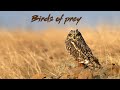 Birding in the grassland around Pune and Tamhini Nature&#39;s Nest.