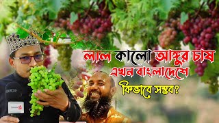 লাল কালো আঙ্গুর চাষ হচ্ছে এখন বাংলাদেশে । কিভাবে সম্ভব?  ThikanaTV.press |