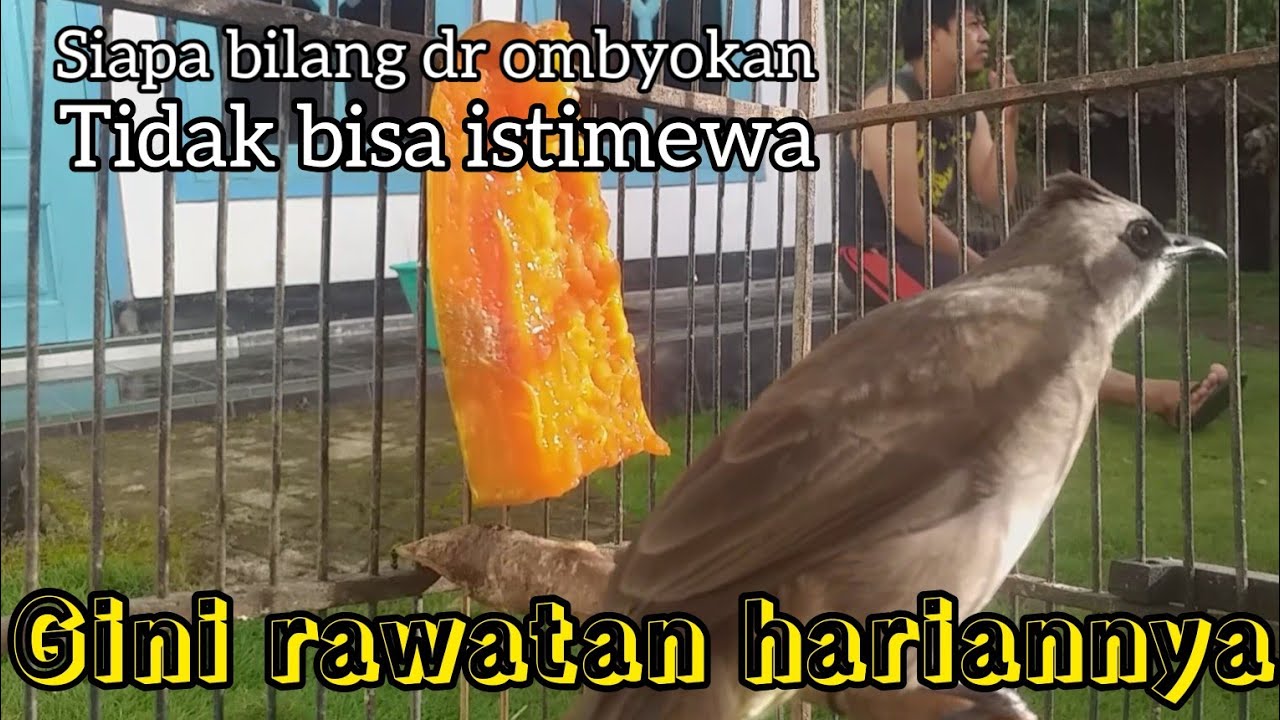 Bongkar Perawatan harian trucukan biar gacor siang,malam reel hasil Ombyokan