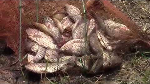 Bẫy cá bằng 12 cửa ngục không con nào thoát nổi