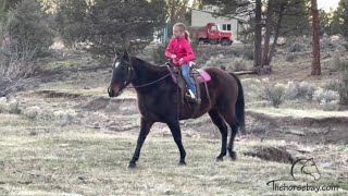 Quarter Horse For Sale