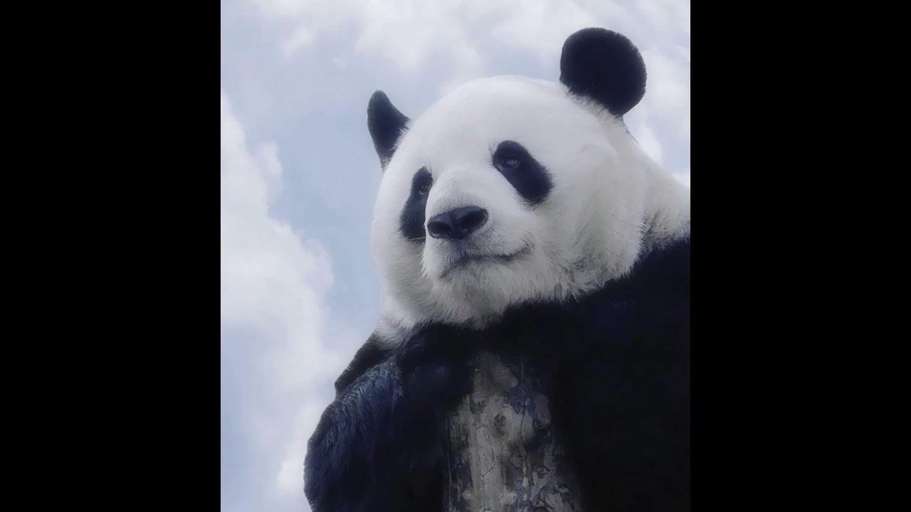 [萌兰] Panda Menglan 