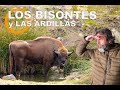 LOS BISONTES DE ANDÚJAR